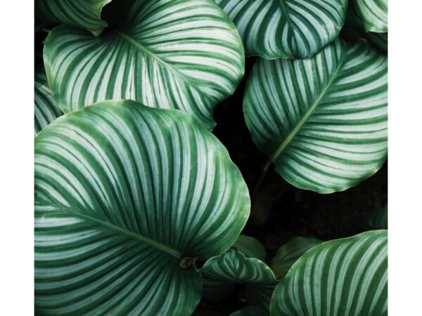 Set of 3 emerald green botanical prints with flamingo – bold, maximalist wall art perfect for dark or moody interiors.